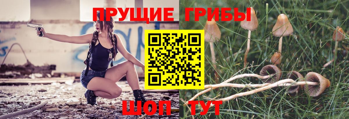 Галлюциногенные грибы Psilocybe Стрежевой